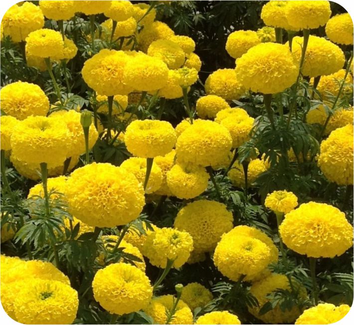 MARIGOLD – SUPER BALL YELLOW  F1 HYBRID