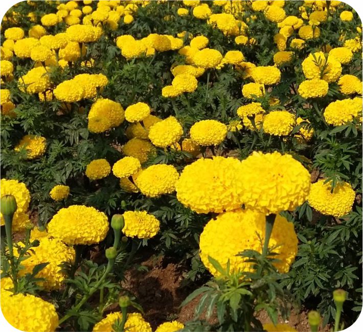 MARIGOLD – CHINNA F1 HYBRID