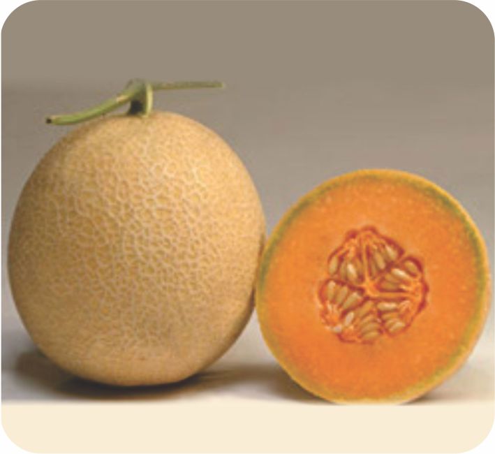 MUSK MELON - AKASH F1 HYBRID
