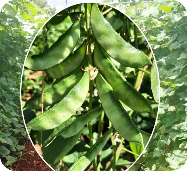 POLE DOLICHOS - TRILOK