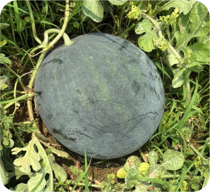 WATER MELON – BLACK BALL F1 HYBRID