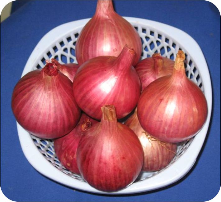 ONION - BHISHMA