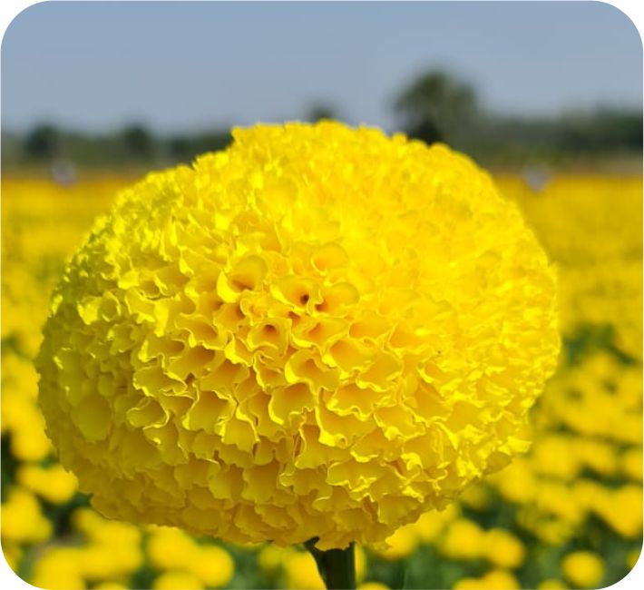 MARIGOLD – FULL TOSS F1 HYBRID