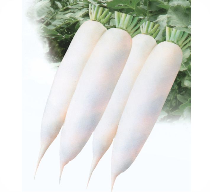 RADISH - PUSA CHETKI SHORT