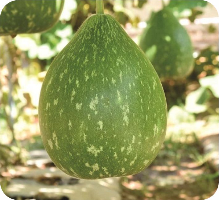 BOTTLE GOURD – SHAAN F1 HYBRID