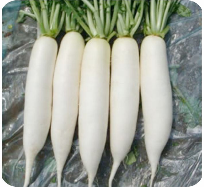 RADISH - FIVE STAR F1 HYBRID