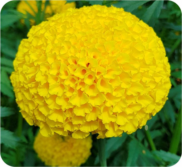 MARIGOLD – SAVITRI YELLOW F1 HYBRID