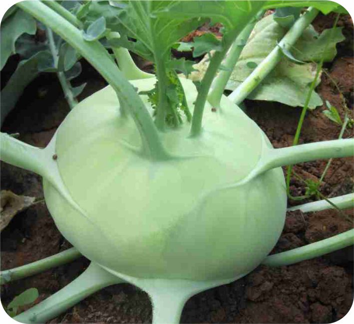 KNOL KHOL – DAS F1 HYBRID