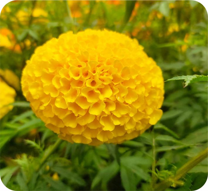 MARIGOLD – YELLOW PARI F1 HYBRID