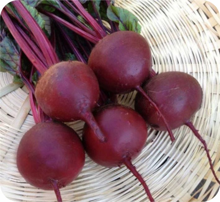BEET ROOT – REMO F1 HYBRID
