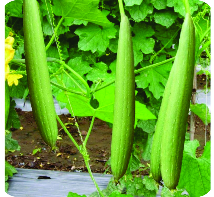 SPONGE GOURD – AS-20 F1 HYBRID