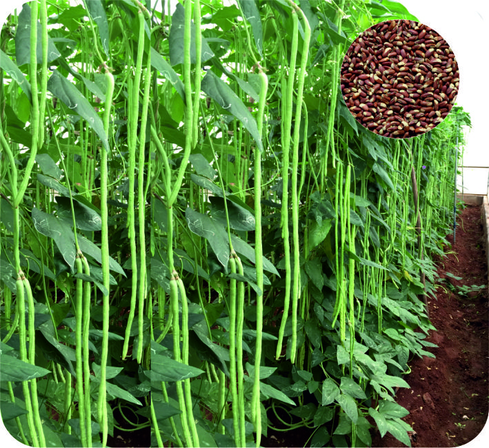 YARD LONG BEAN – YL-35