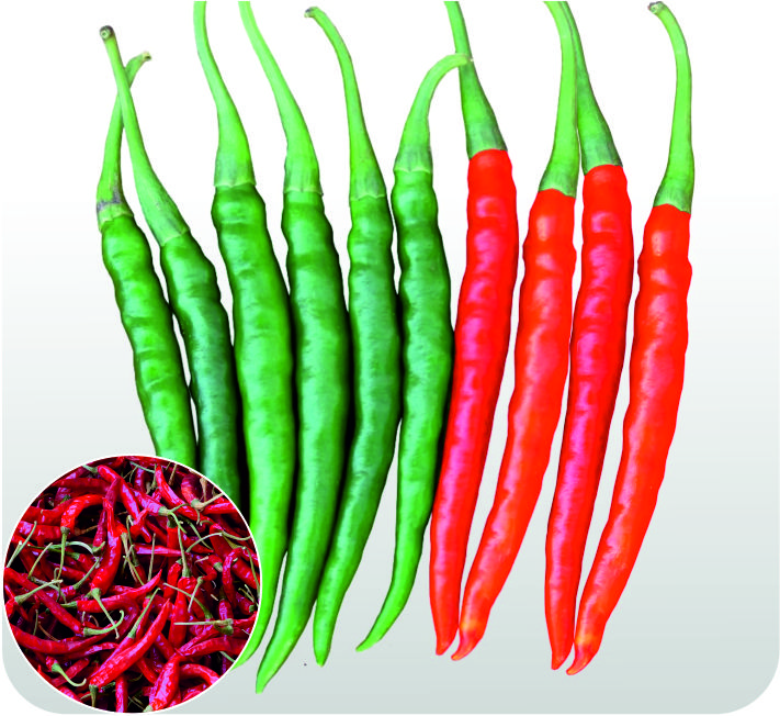 CHILLI – TEJA F1 HYBRID