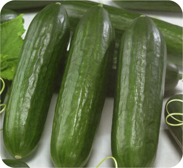 CUCUMBER - CITY TAXI  F1 HYBRID