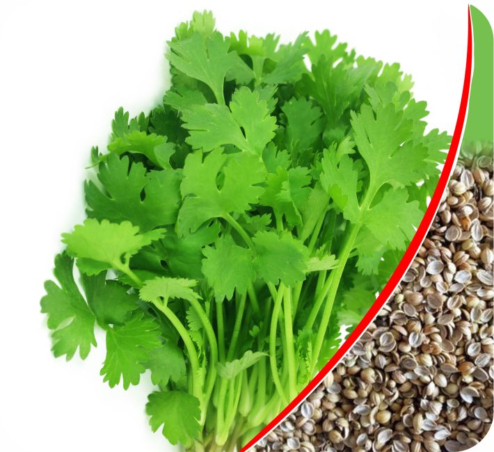 CORIANDER – ASHOKA - 30 DAYS ( SPLIT)