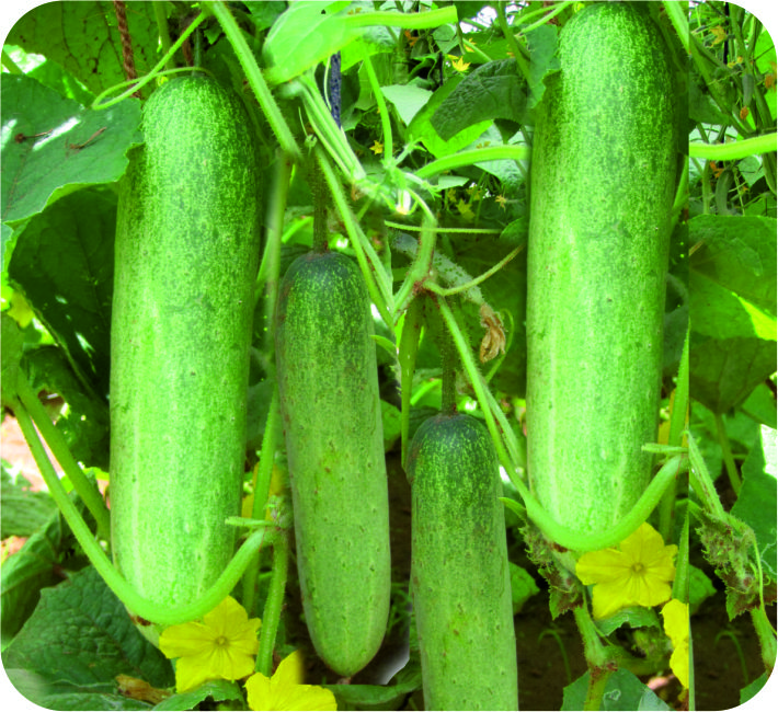 CUCUMBER - SITHA F1 HYBRID