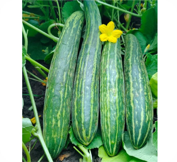 CUCUMBER - RAYANNA F1 HYBRID
