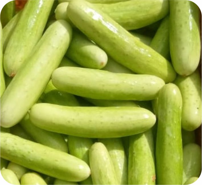 CUCUMBER - MIRACLE  F1 HYBRID