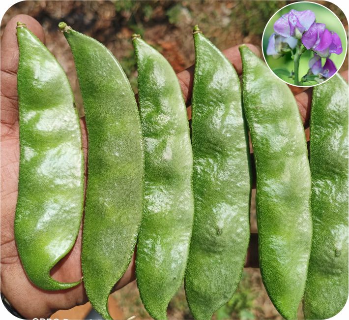 DOLICHOS - PD - 14 F1 HYBRID