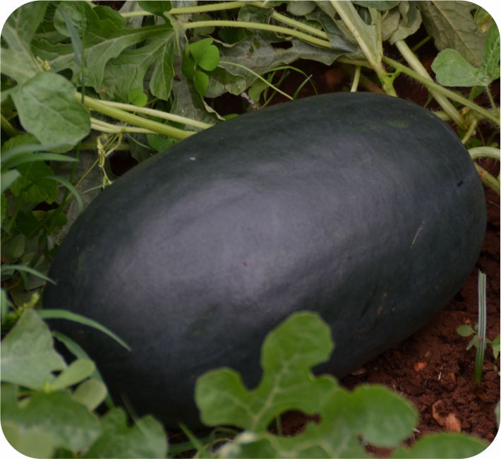 WATER MELON – SANTRO F1 HYBRID