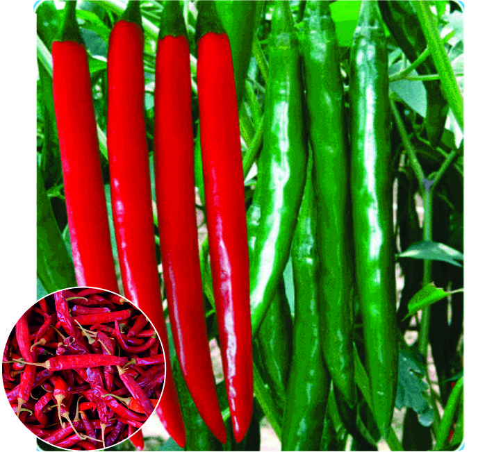 CHILLI – ASHOKA WONDER F1 HYBRID