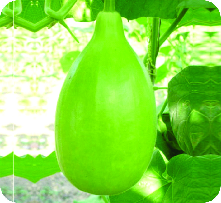 BOTTLE GOURD – SUCHITRA F1 HYBRID