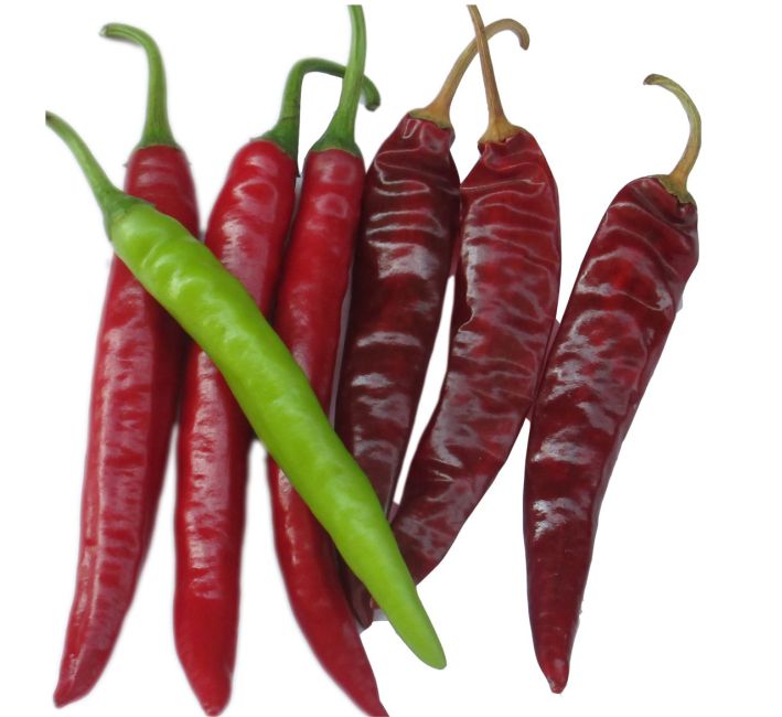 CHILLI – 413 F1 HYBRID