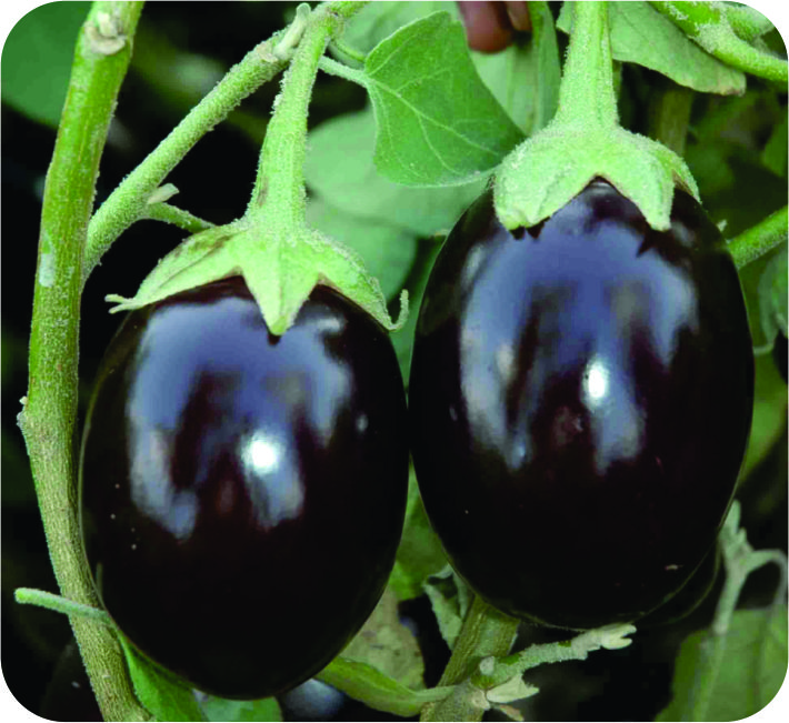 BRINJAL – AS - 16 F1 HYBRID