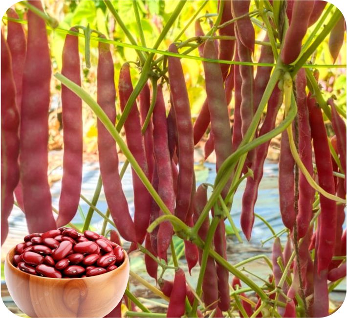 POLE BEAN - ASHOKA RAJA