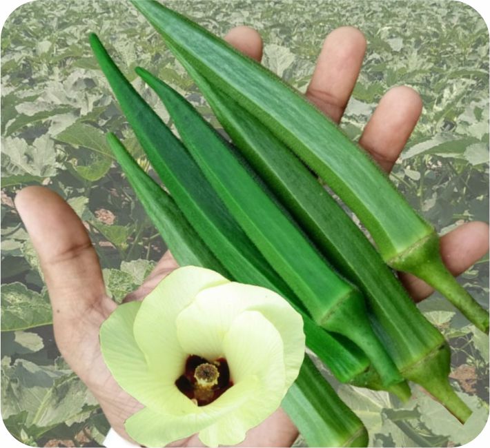 BHENDI - PURVA HYBRID