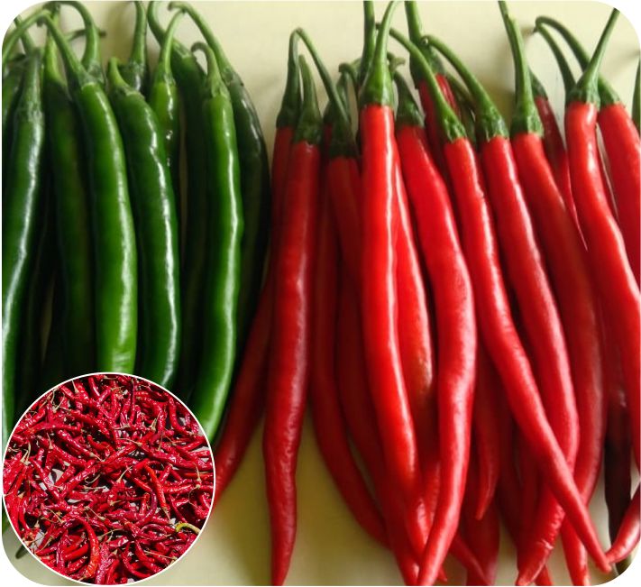 CHILLI – DELUXE-168 F1 HYBRID