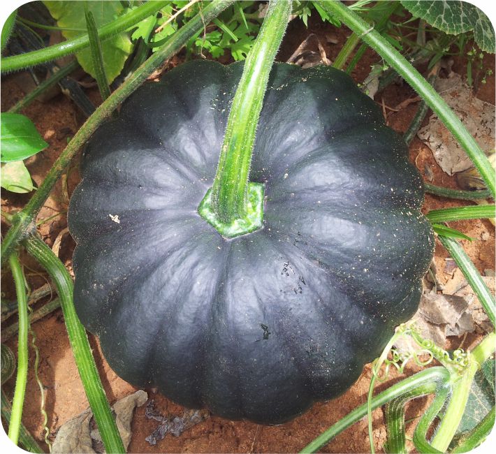 PUMPKIN – ARYA F1 HYBRID