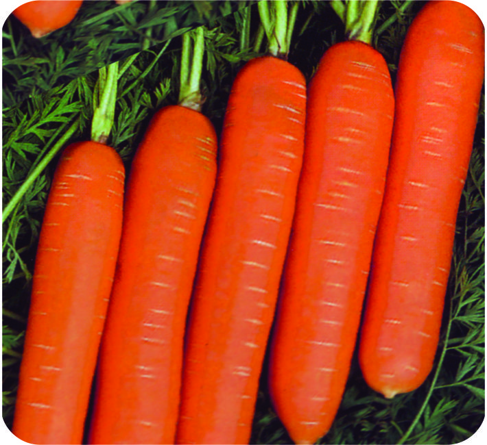 CARROT – EARLY NANTES