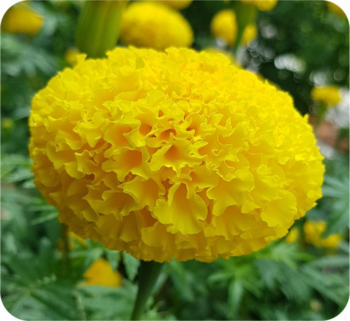 MARIGOLD – MAX YELLOW F1 HYBRID