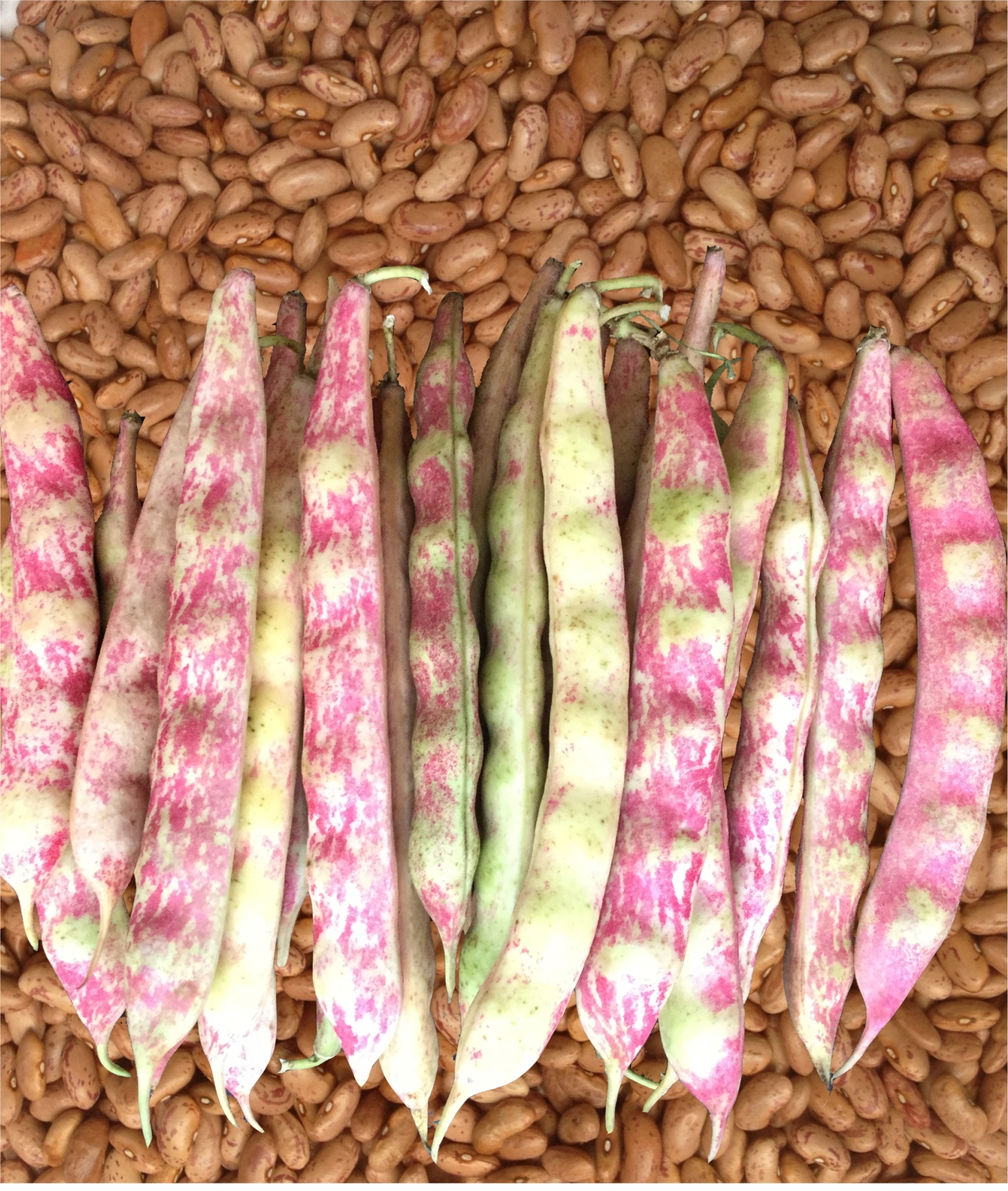 BUSH BEAN - CHITRA