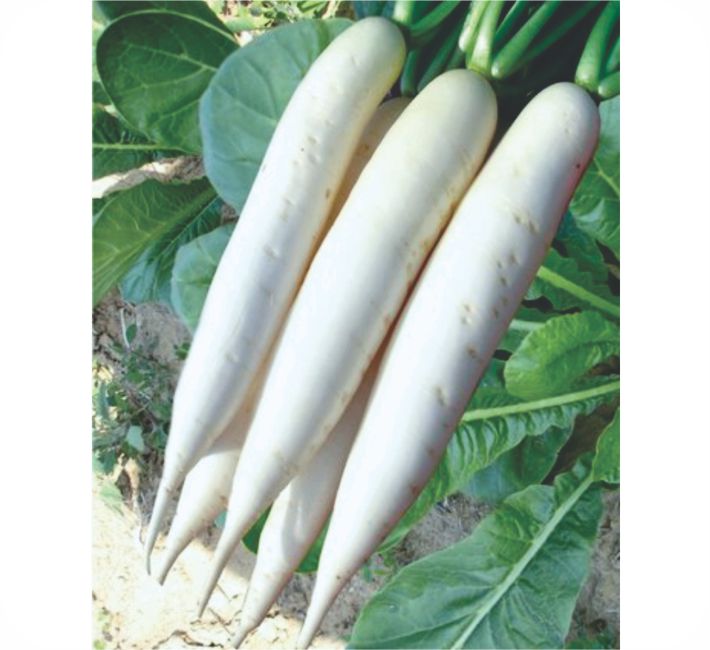 RADISH - 38 Days F1 HYBRID