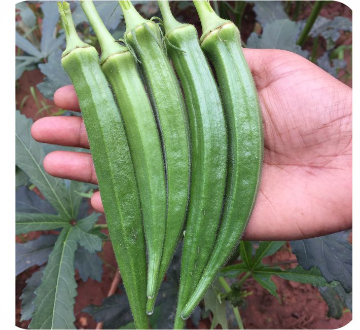 BHENDI - SAKSHI  F1 HYBRID