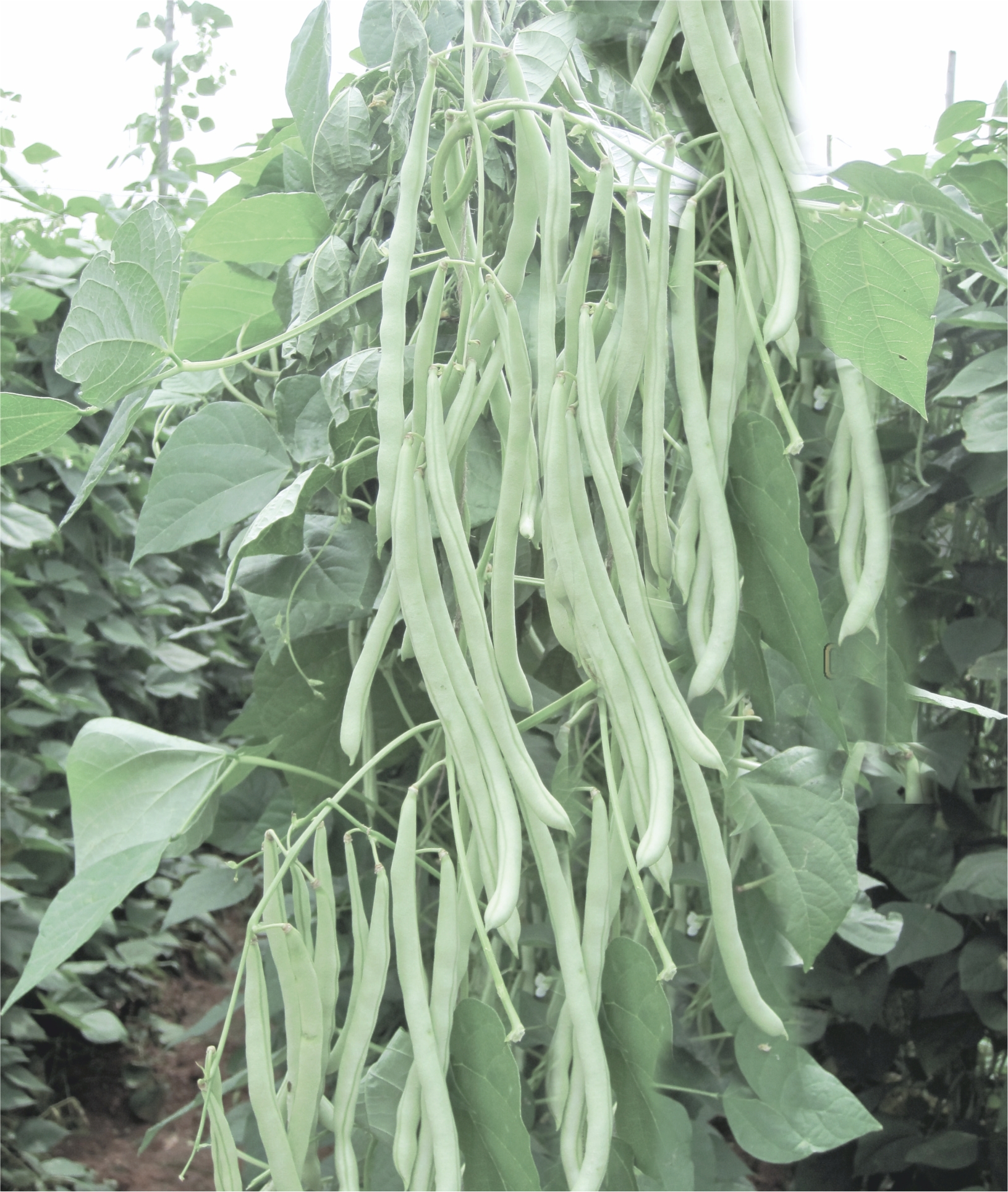 POLE BEAN - RANNA