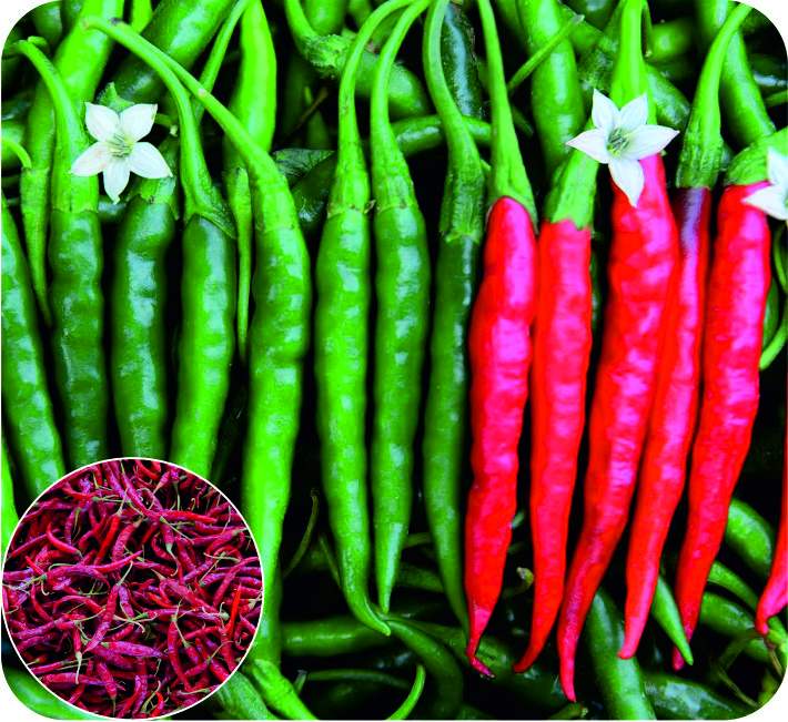 CHILLI – AYUSH F1 HYBRID