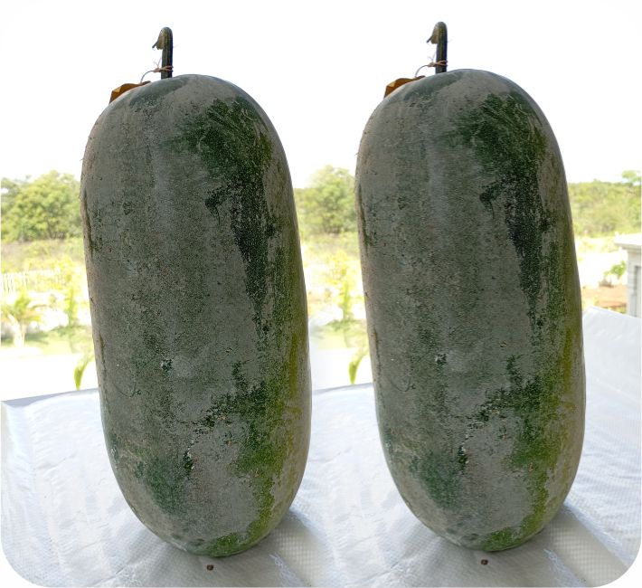 ASH GOURD – 24001 F1 HYBRID