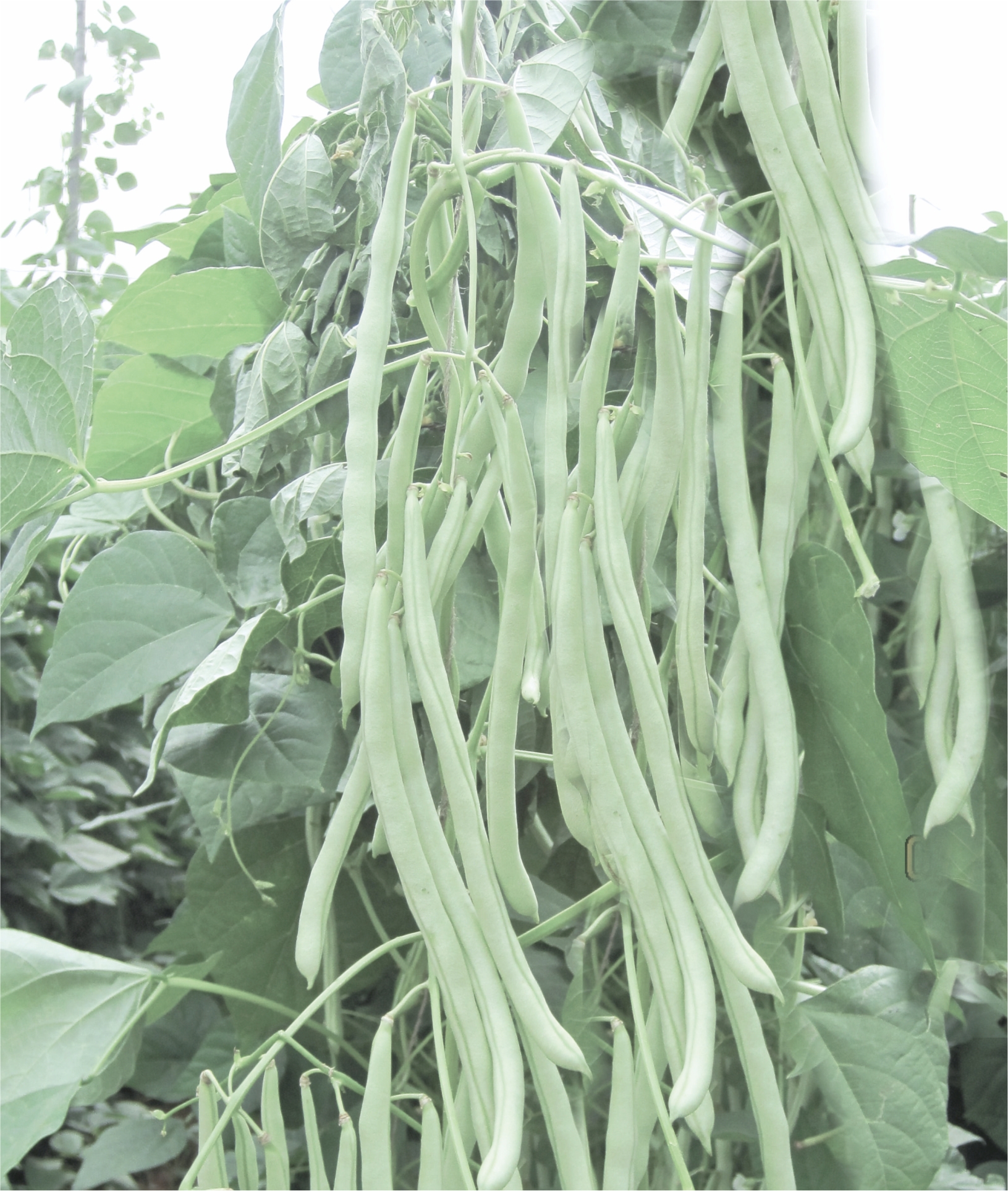 POLE BEAN - MARUTHI