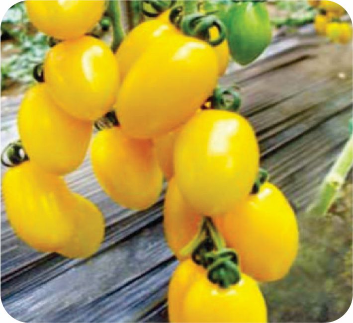 TOMATO - YELLOW OVAL F1 HYBRID