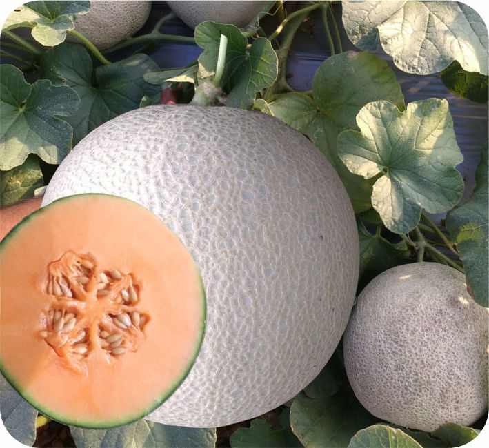 MUSK MELON - KARISHMA F1 HYBRID
