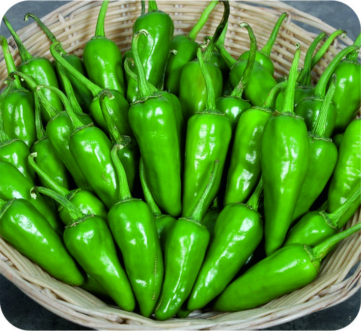 CHILLI – JOCKY F1 HYBRID