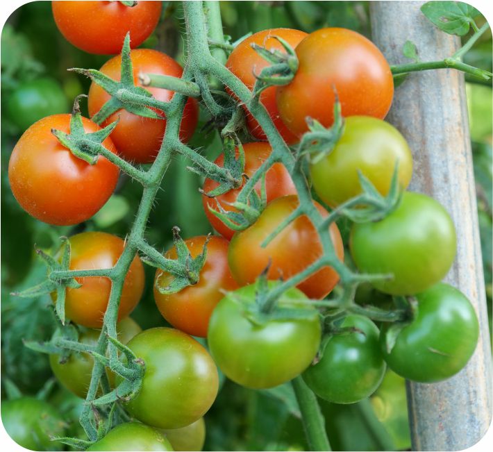 TOMATO - CHERRY ROUND F1 HYBRID