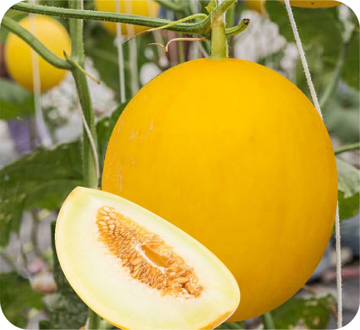 MUSK MELON - GOLDY F1 HYBRID