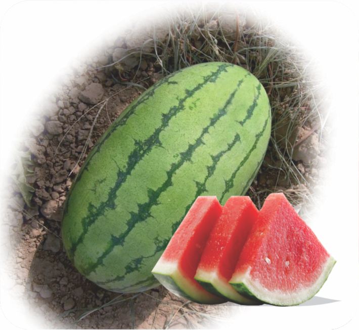 WATER MELON – AFA-306 F1 HYBRID