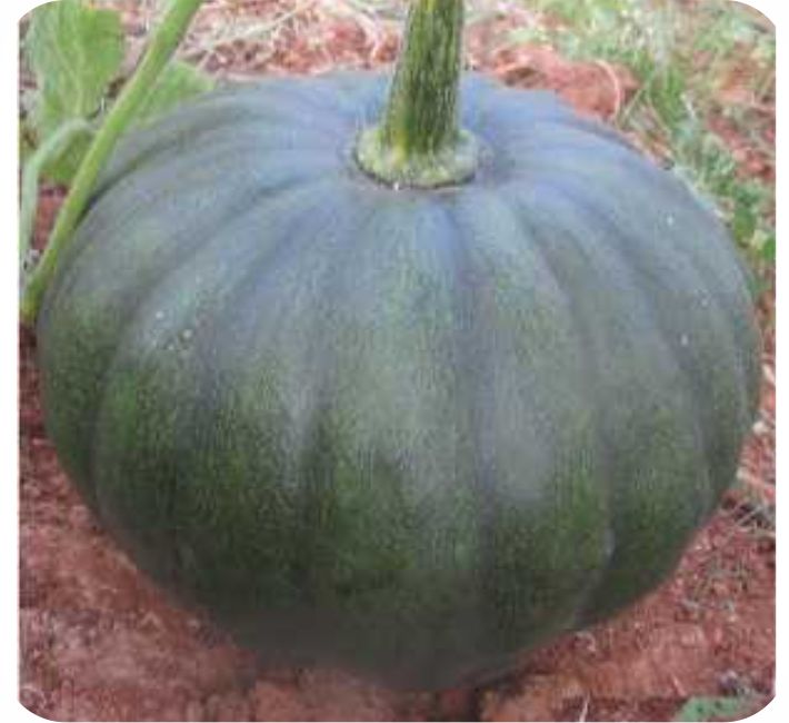 PUMPKIN – CAPTAIN F1 HYBRID