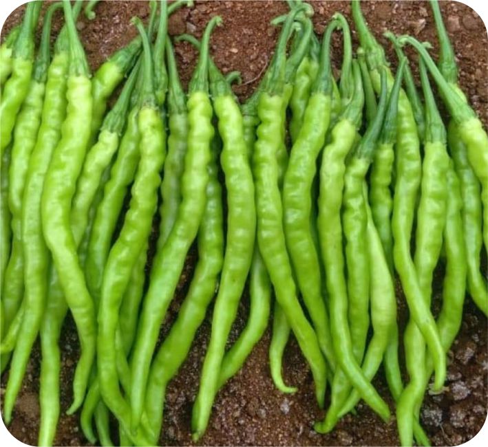 CHILLI – SONAKSHI F1 HYBRID