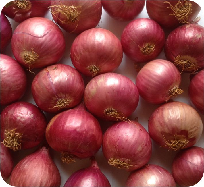 ONION - GANGA